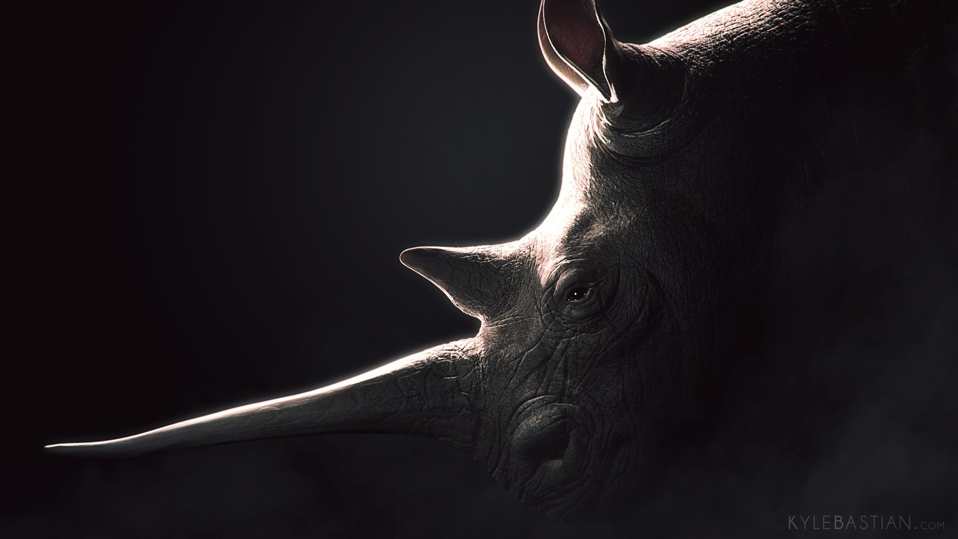 Best Rhino Background HD Wallpaper