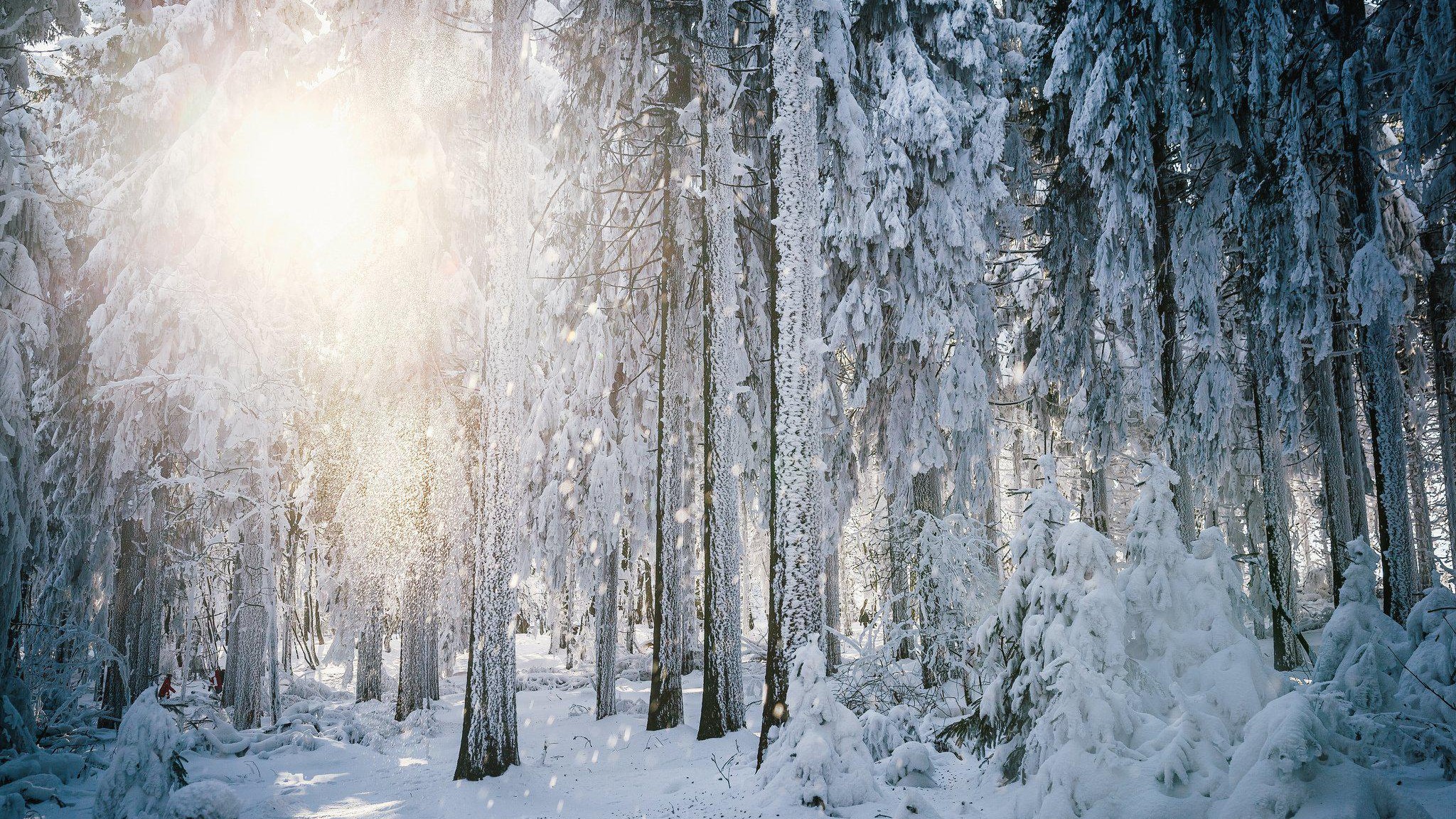 Sun Frost Winter Forest Trees Snow Background HD Desktop
