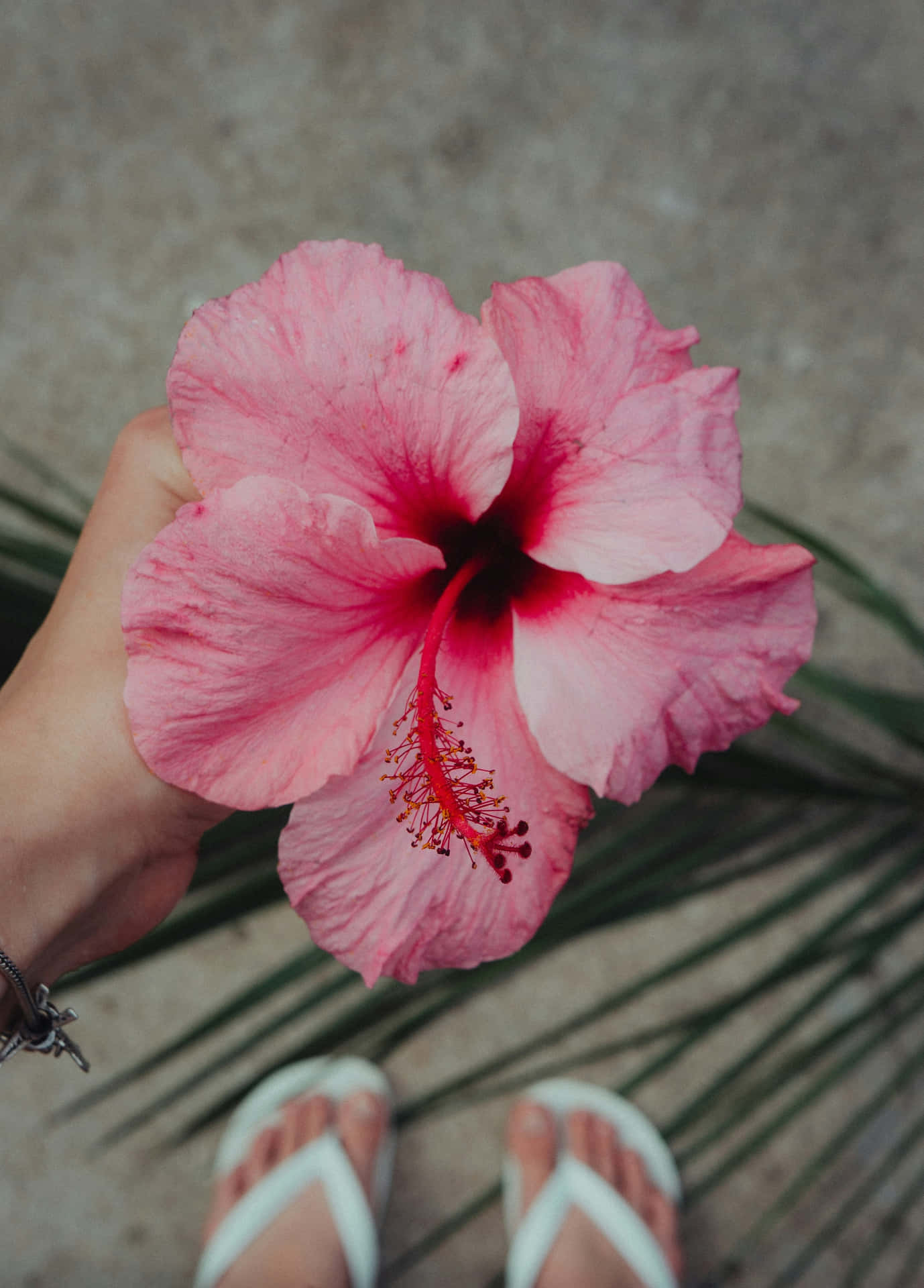 Hibiscus Aesthetic Wallpaper