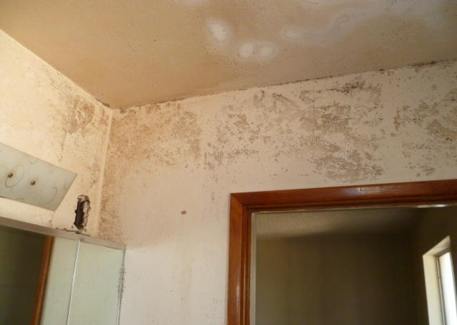 mold mildew bathroom unfinished