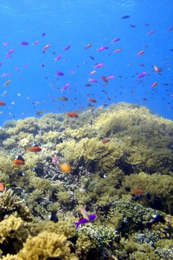 Coral Reef Desktop Wallpaper HD
