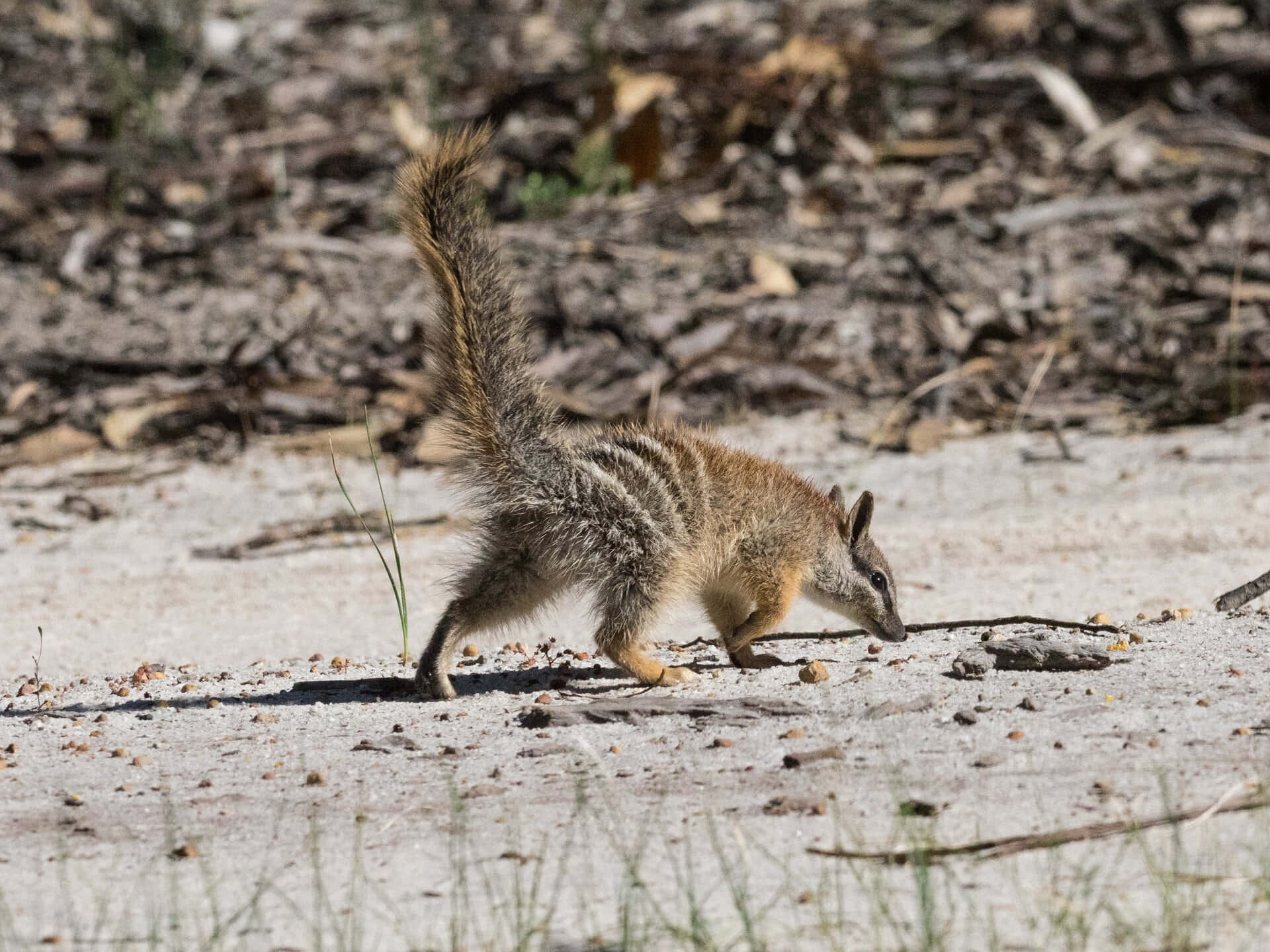 A numbat, a small Australian marsupial, foraging on the ground in its natural habitat
