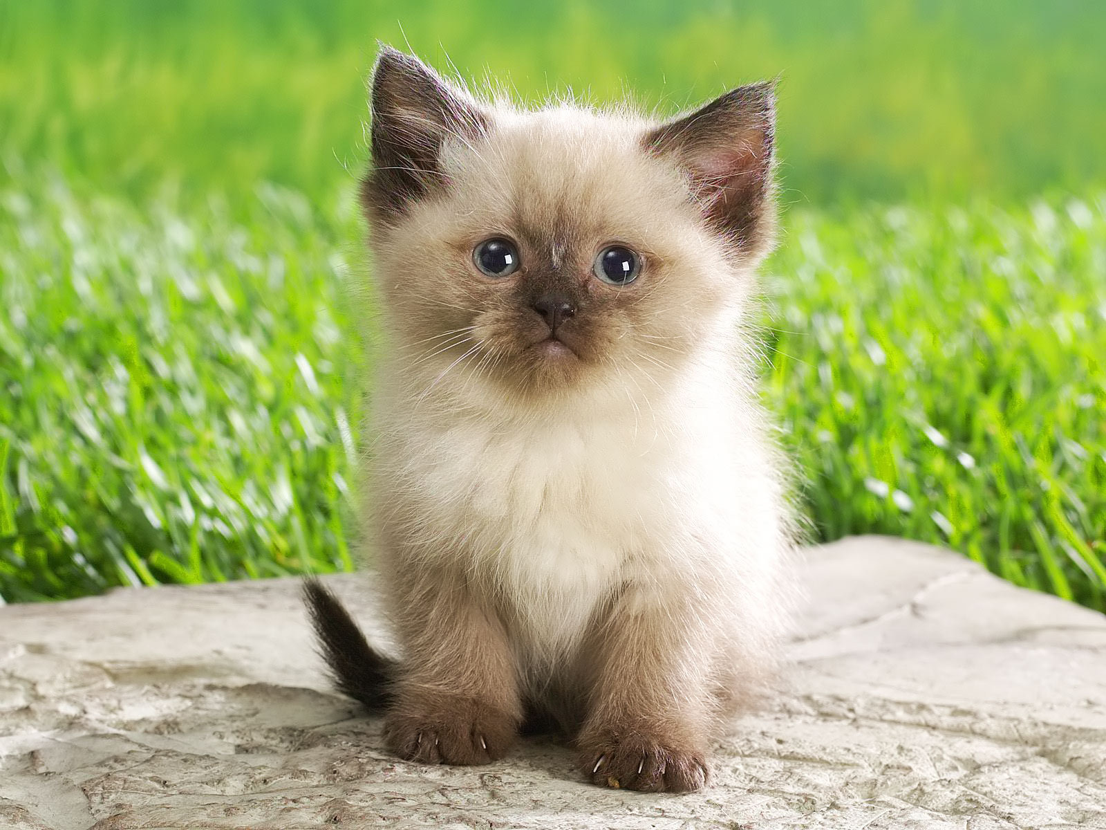 Babies Pets And Animals Image Cute Kitten HD Wallpaper Background