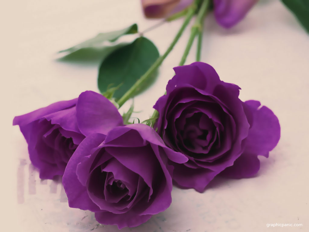 Purple Rose Wallpaper Colors