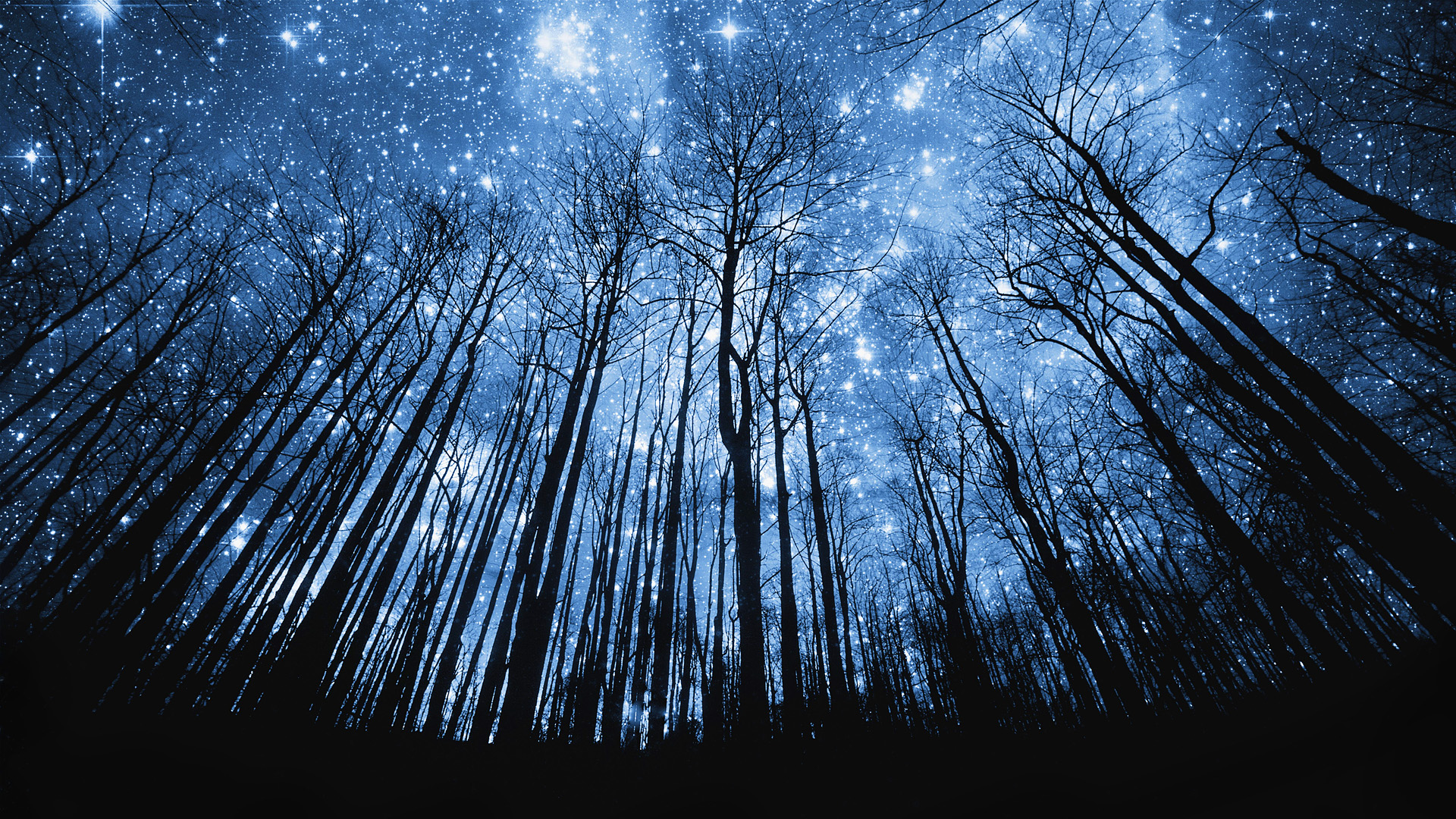 Against Starry Night Sky Tree Silhouette