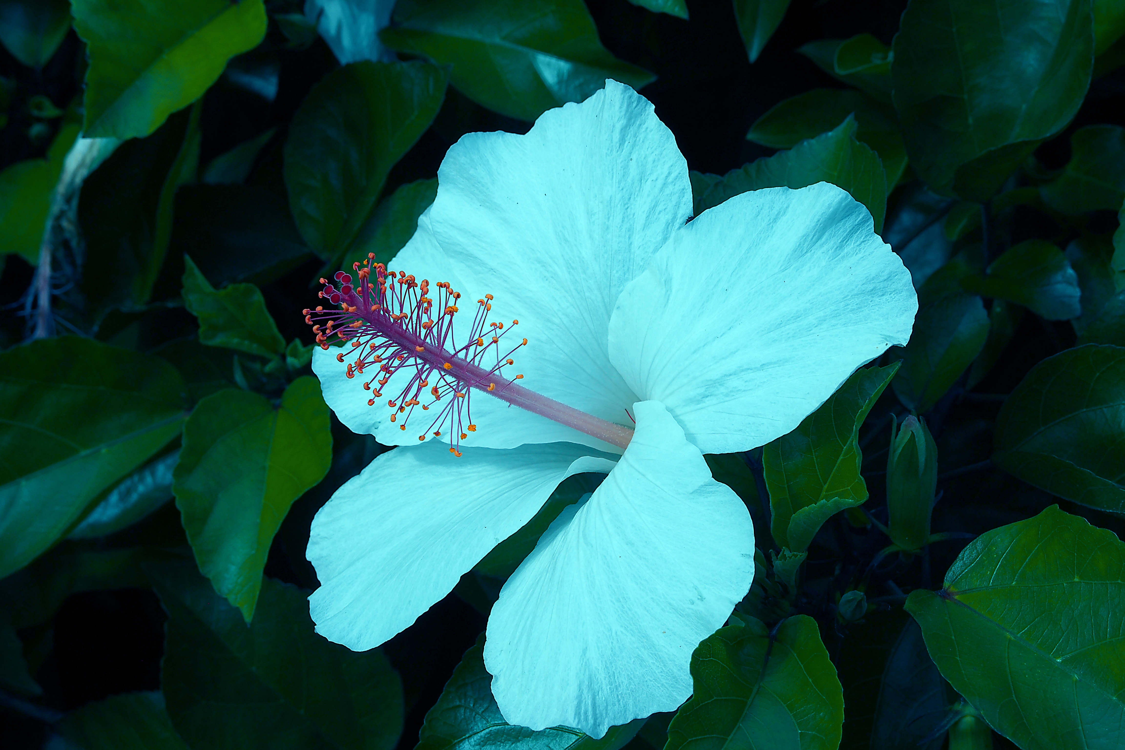 Hibiscus HD Background