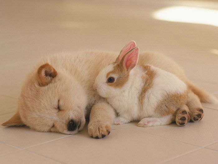 Photo Puppy And Bunny A Sleeping With Rabbit