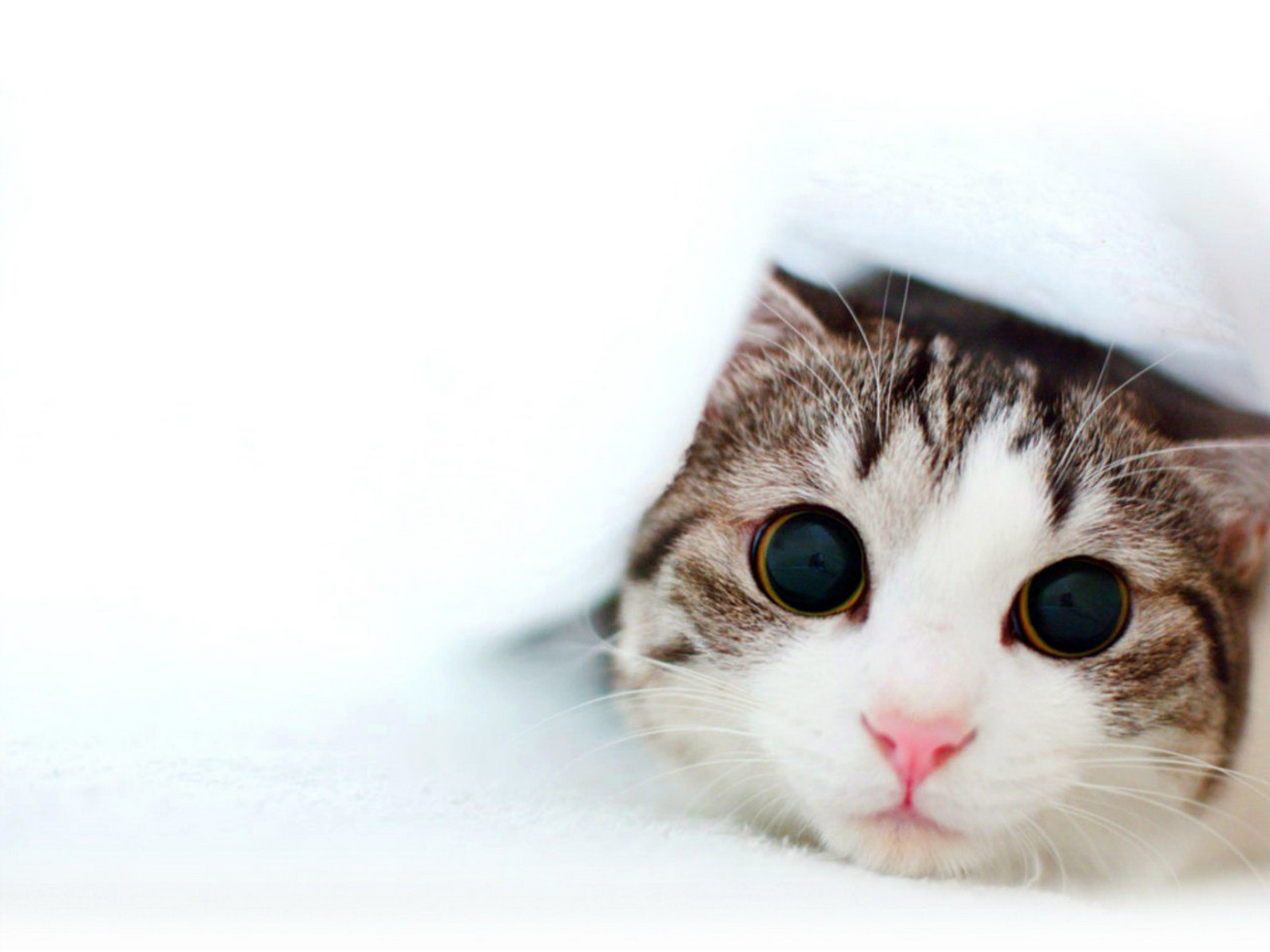 A cute kitten peeks out from under a white blanket, its large, dark eyes wide with curiosity