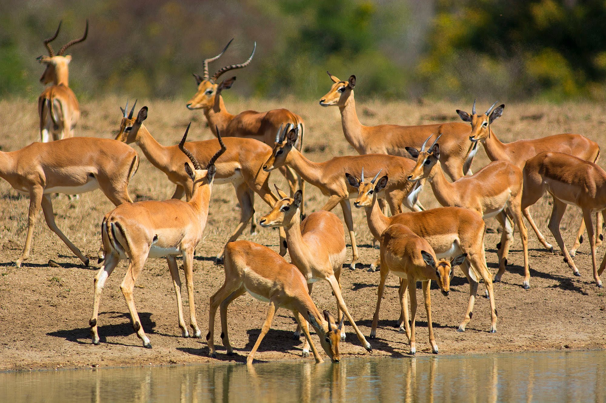 African Animals Wallpaper HD