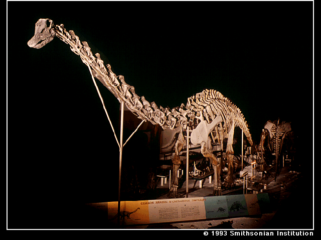 Pin Dinosaur Skeleton Wallpaper 1920x1080