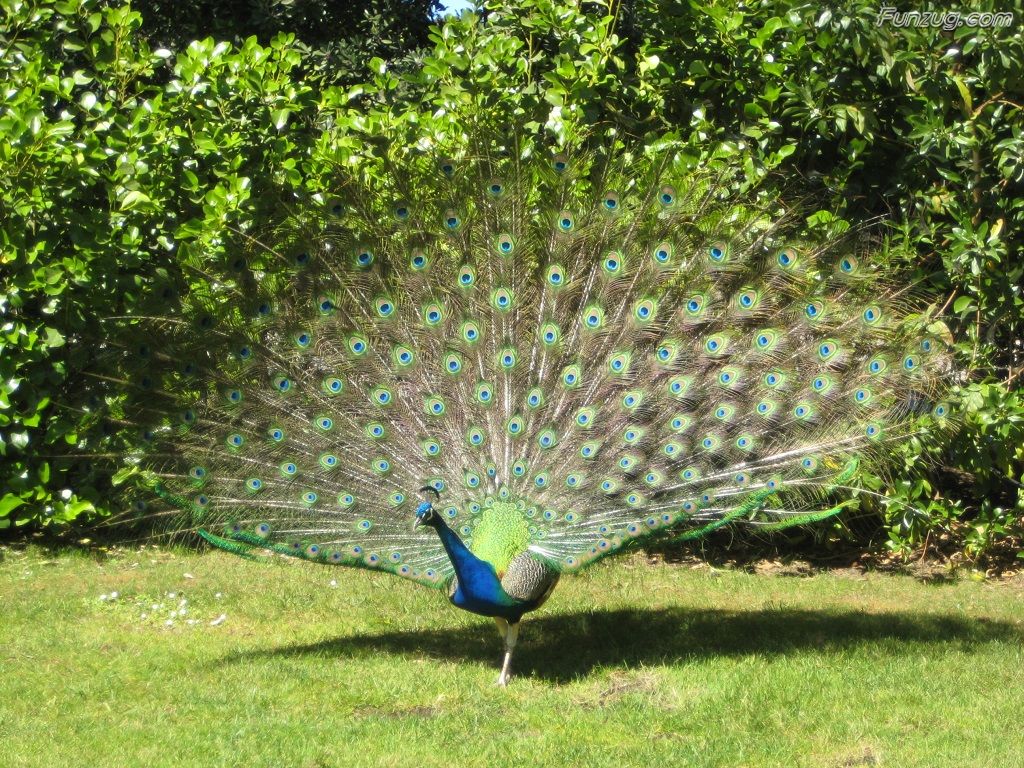 Beautiful Peacock Wallpaper Photos