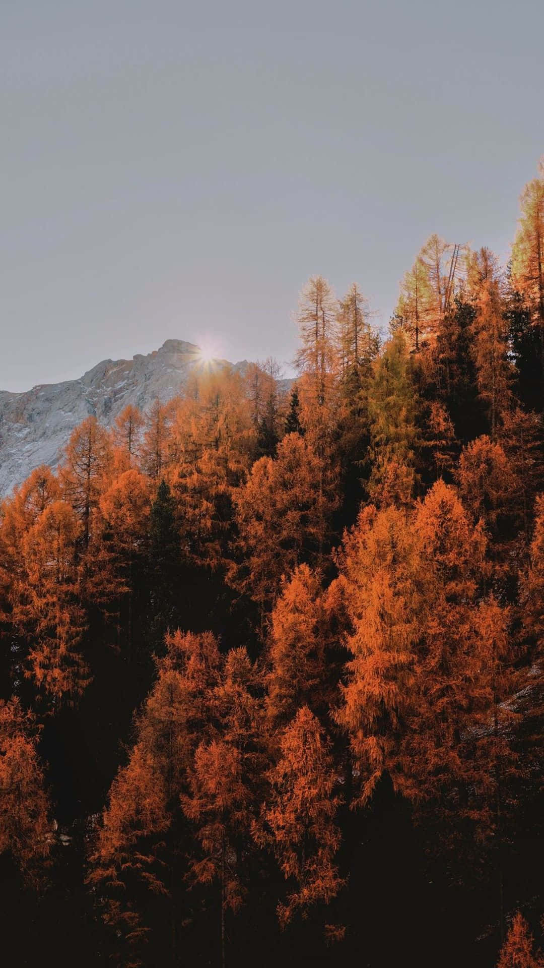Fall Background Wallpaper
