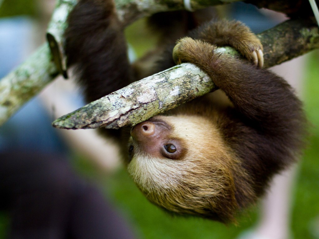 Sloth pictures in high definition or widescreen resolution Cute Sloth