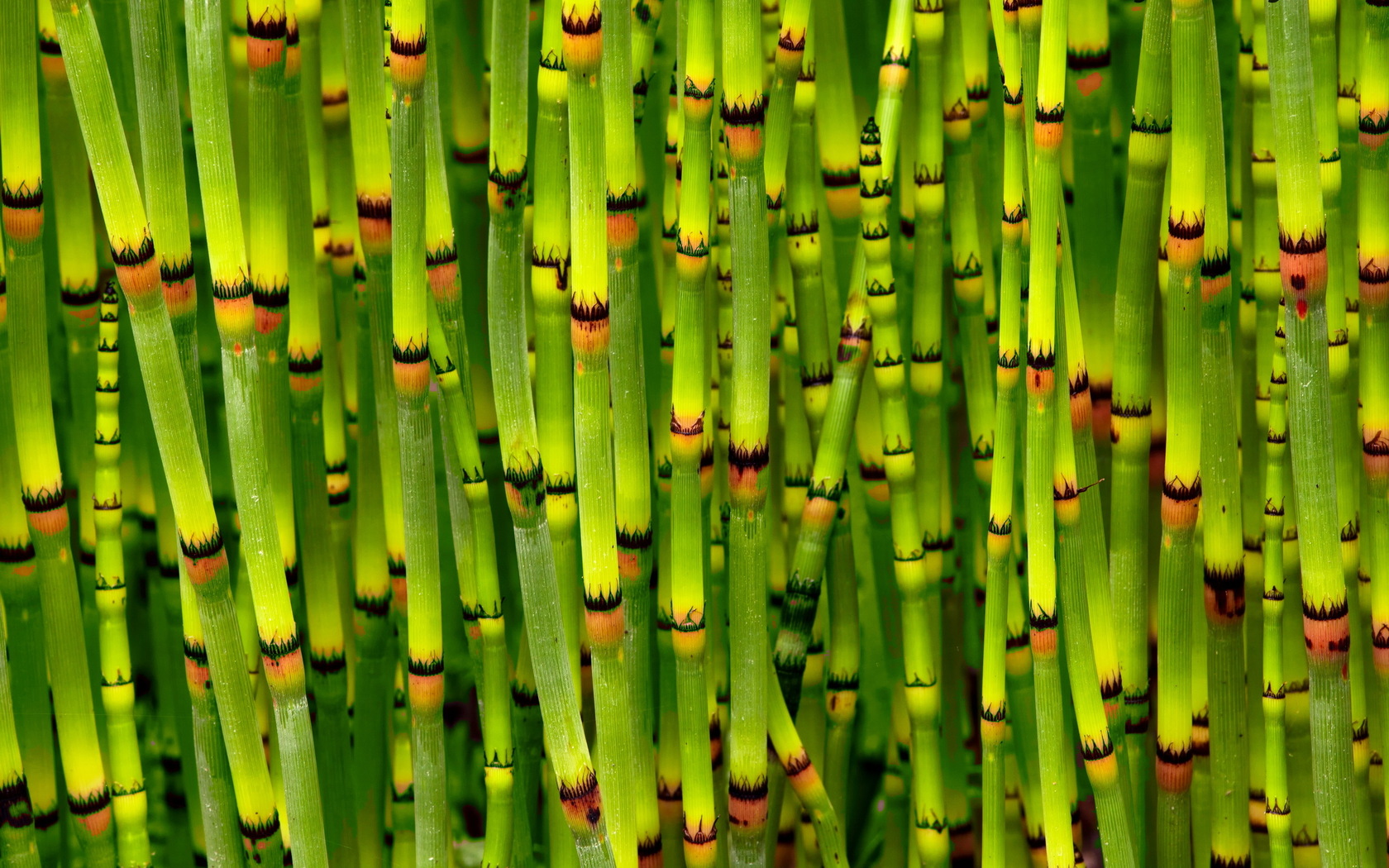 Bamboo Puter Wallpaper Desktop Background