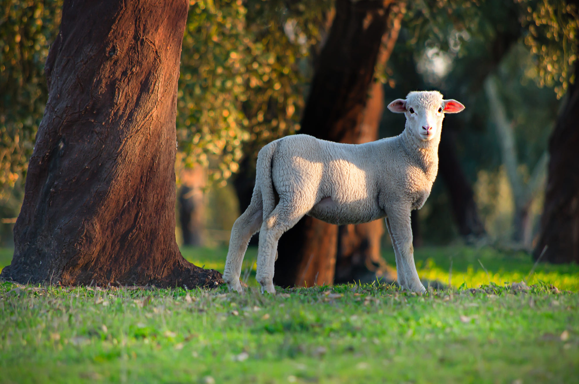 Smiling Lamb Wallpaper