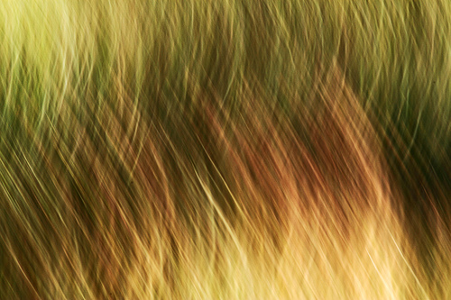 Natural earthy grass background Natural earthy grass backg