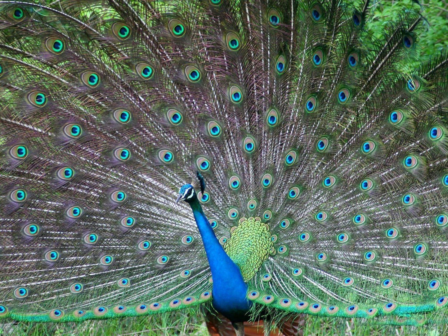 Best Beautiful Wallpaper peacock most beautiful bird high