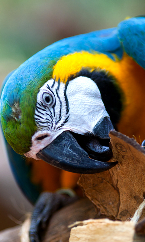 Funny Parrot Live Wallpaper HD For Android