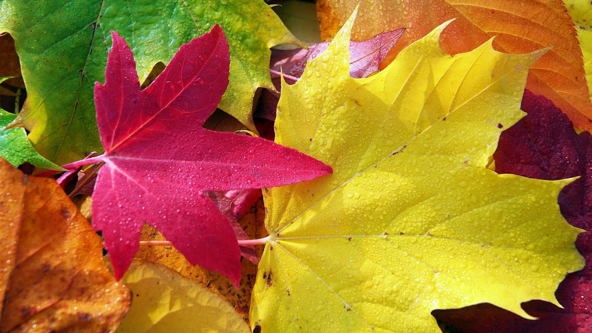 Fall Autumn Foliage Wallpaper HD