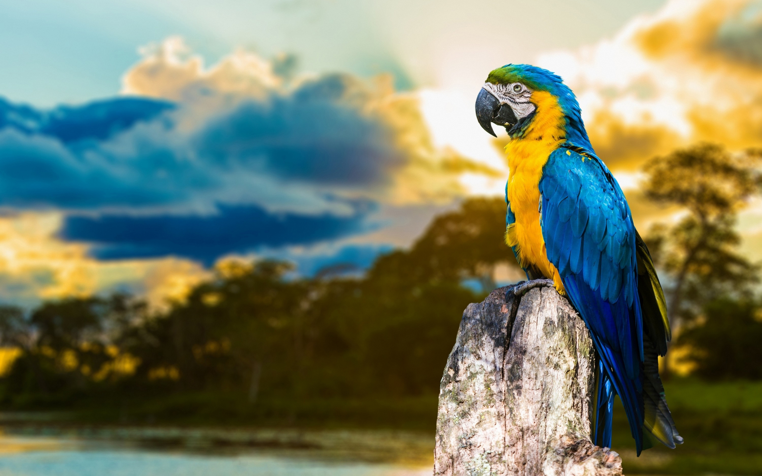 Blue and yellow Macaw HD Wallpaper Background Image 2560x1600