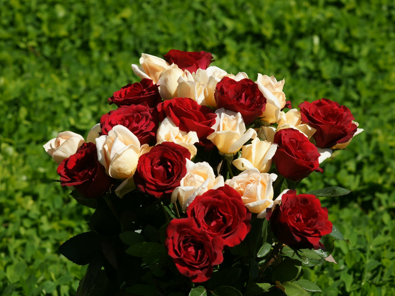 Big White Rose Red Bundle Or Roses