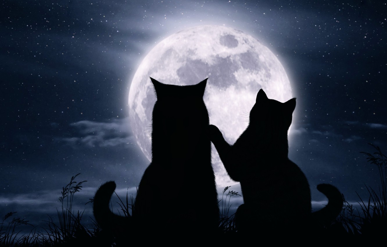 Wallpaper cats night the moon romance stars images for desktop