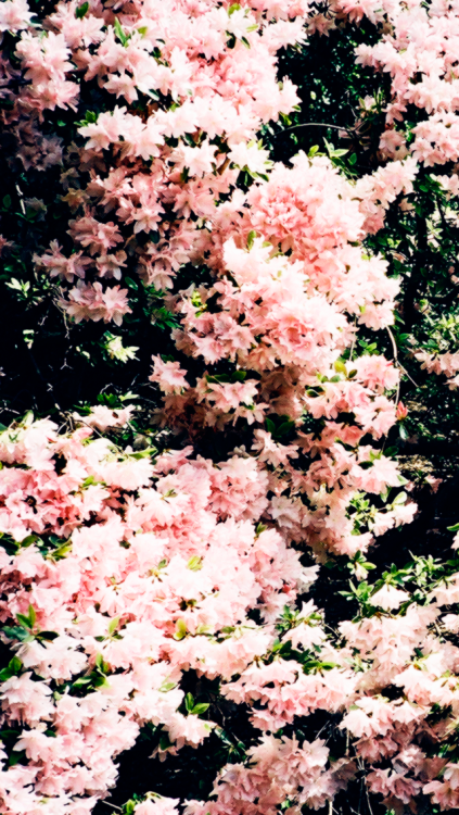 Floral iPhone Wallpaper