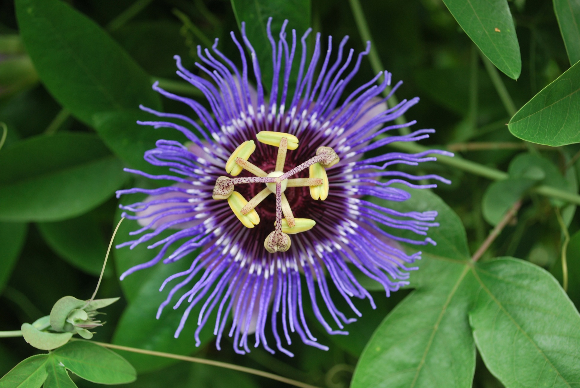 Passion Flower Wallpaper HD