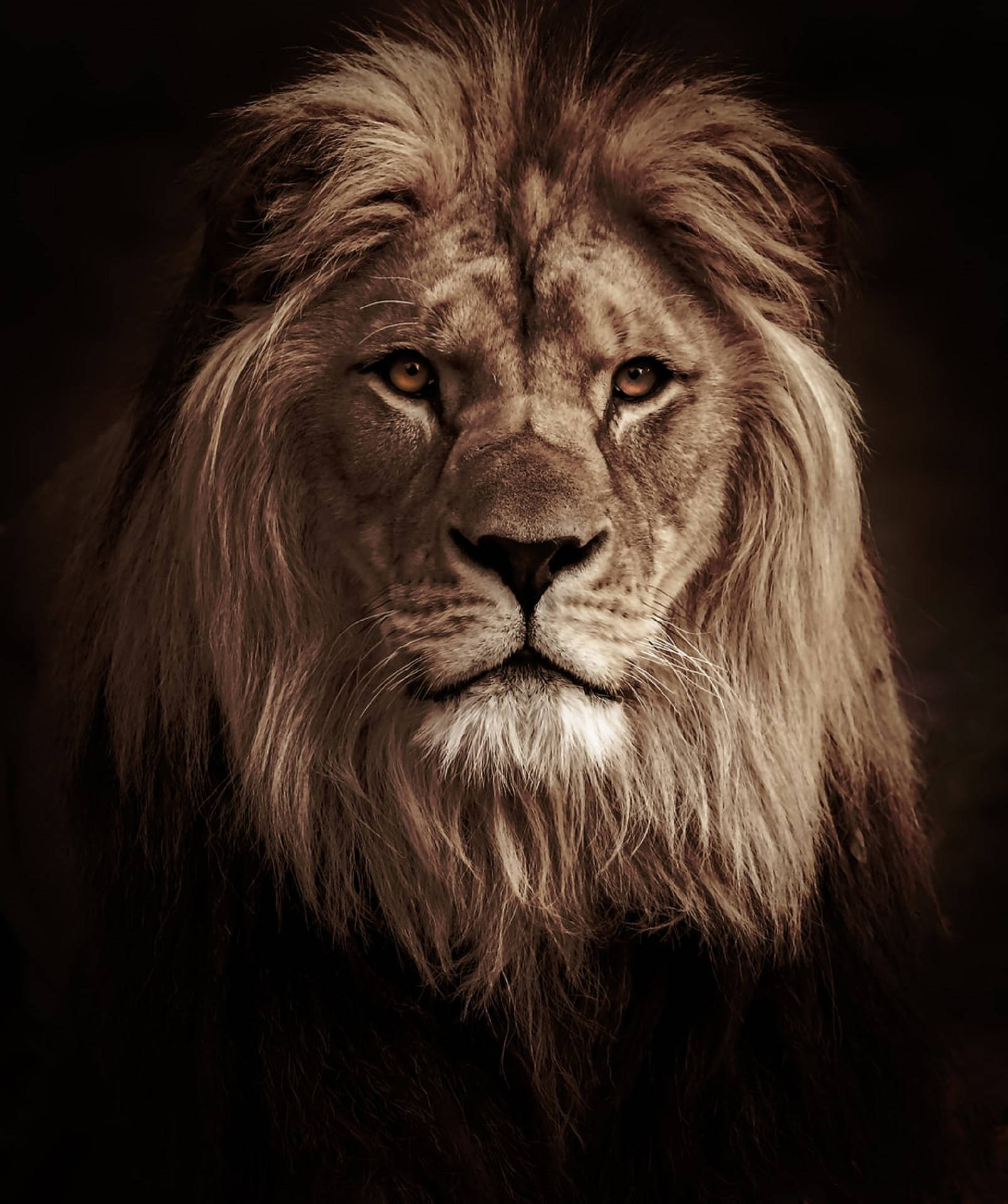 Top Lion Head Wallpaper Full HD 4k To Use