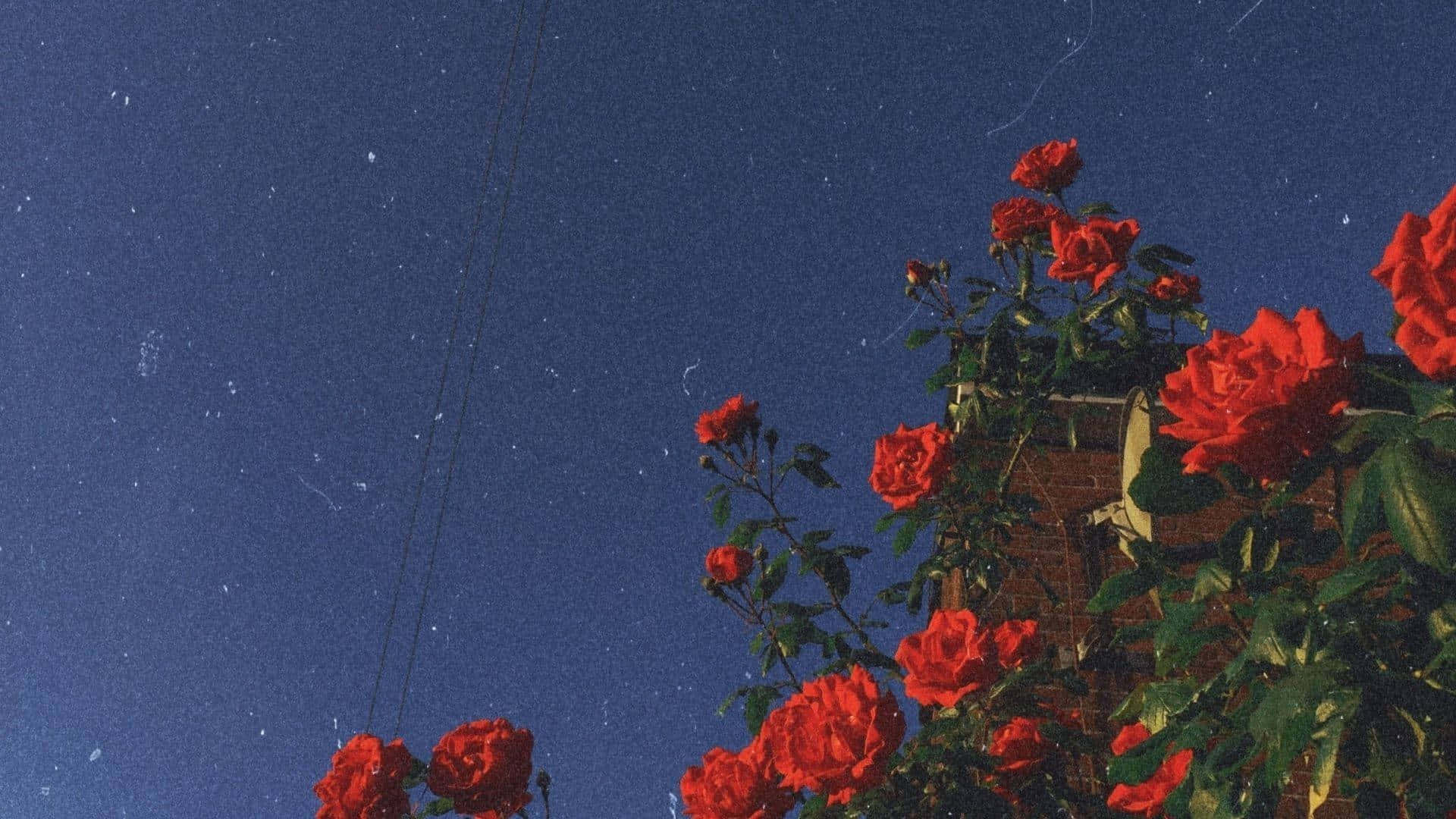 Elegant Aesthetic Wallpaper