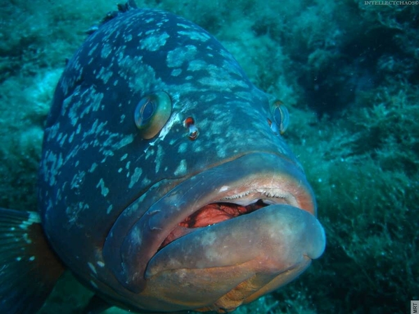 Ocean Nature Fish Underwater Wallpaper