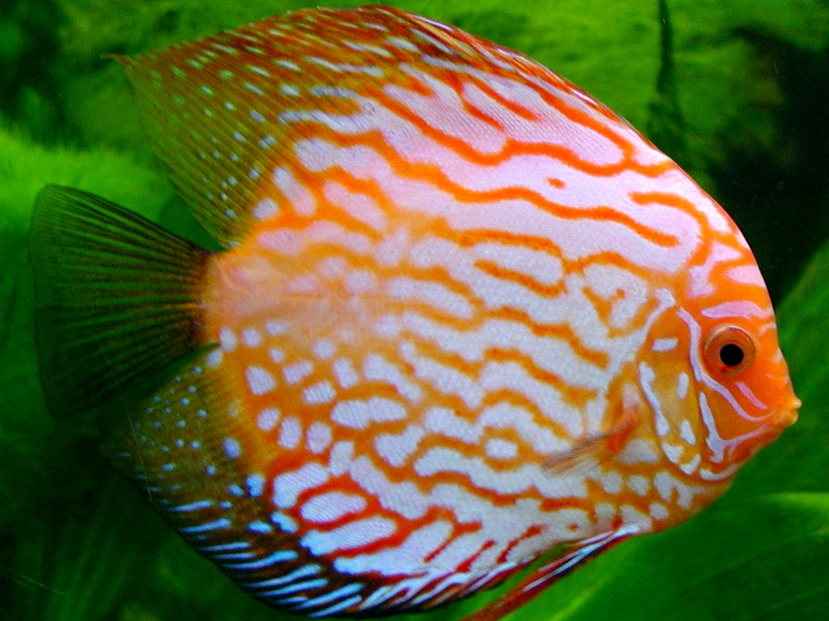 Discus Fish Wallpaper Full HD
