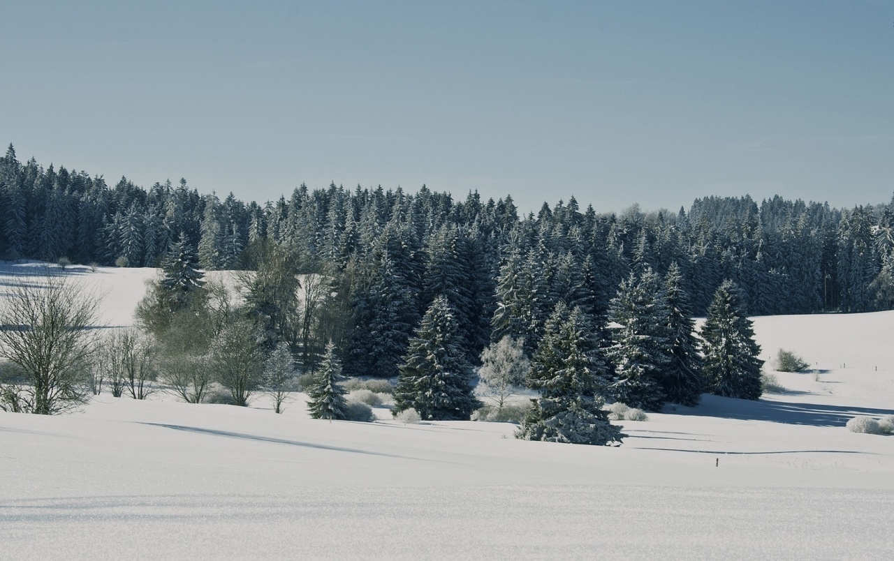 Pine Forest Hintergrundbilder Snowy Field Frei Fotos
