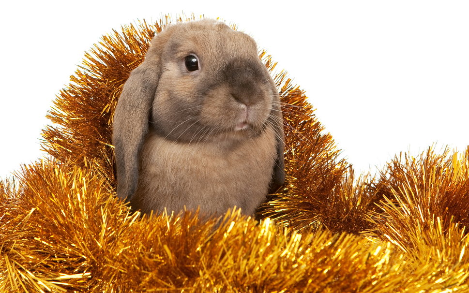 Christmas bunny wallpaper   ForWallpapercom