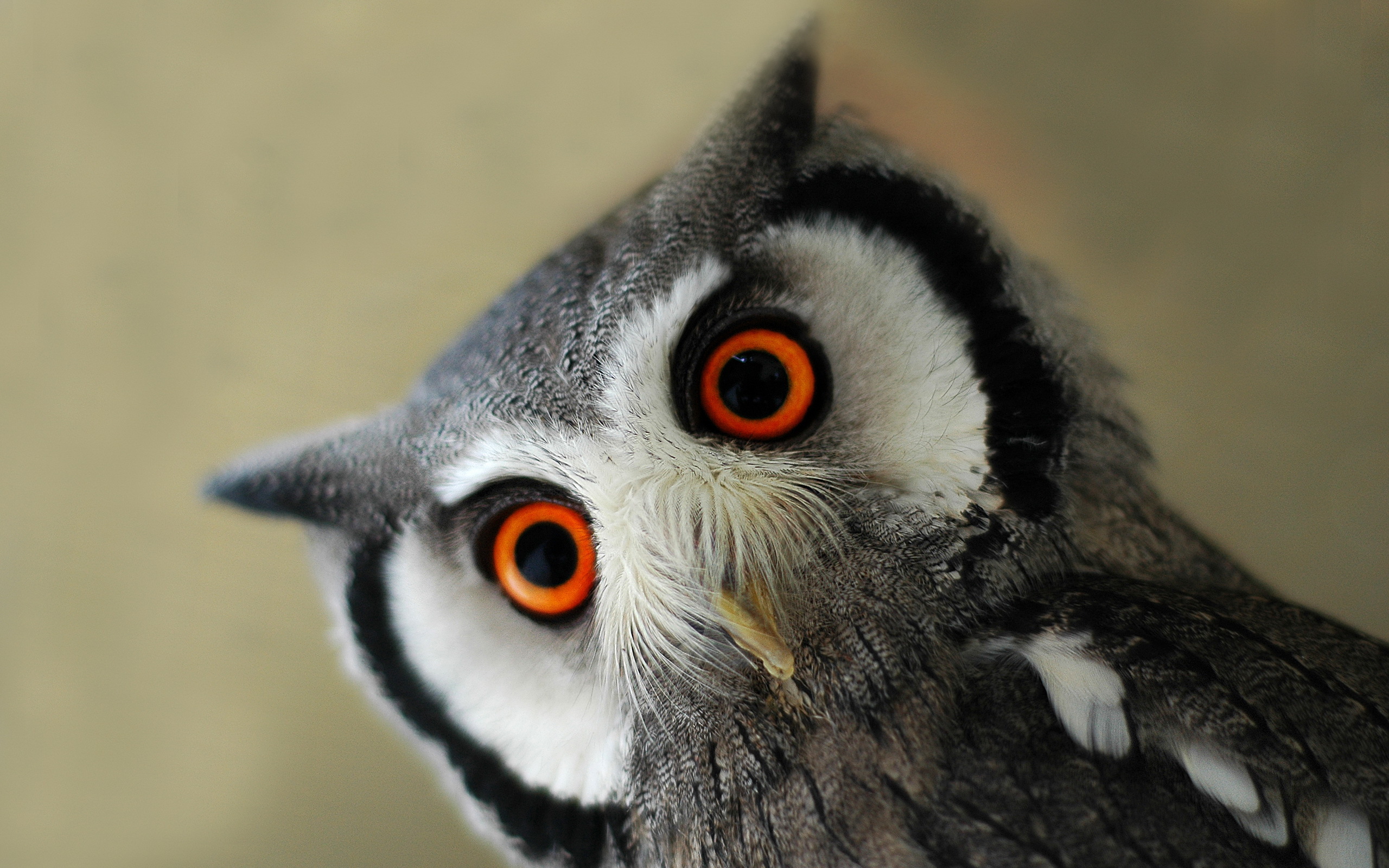 Surprised Eagle Owl X Animals Photography Miriadna