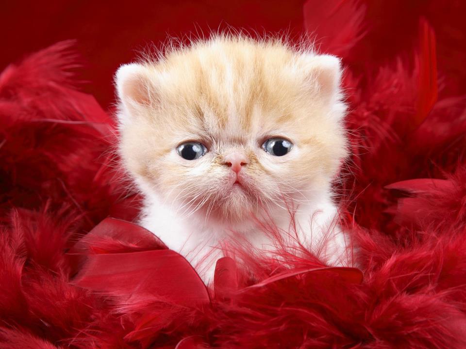 Very Cute Little Kitten Image With Blue Eyes Picture