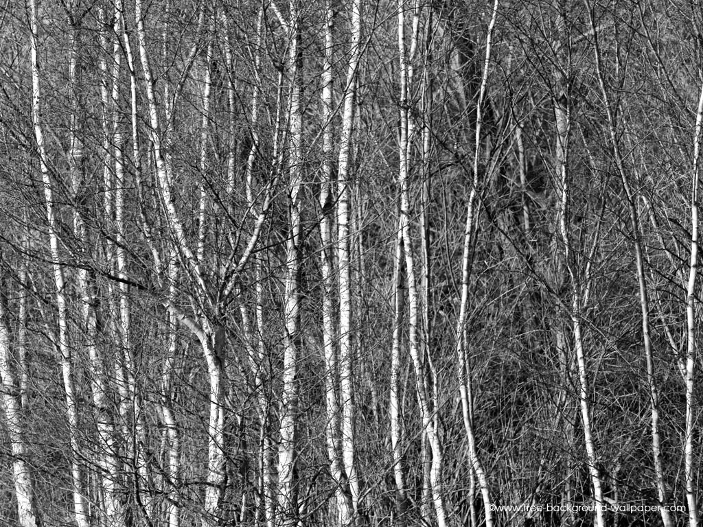 Birch Woods Black And White Background Wallpaper Pixels