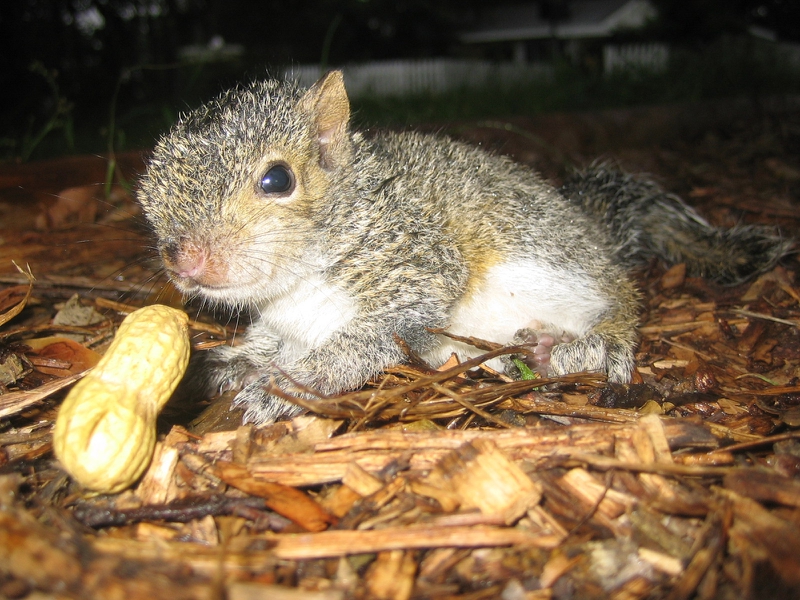 baby squirrel baby and peanut Squirrels Wallpaper