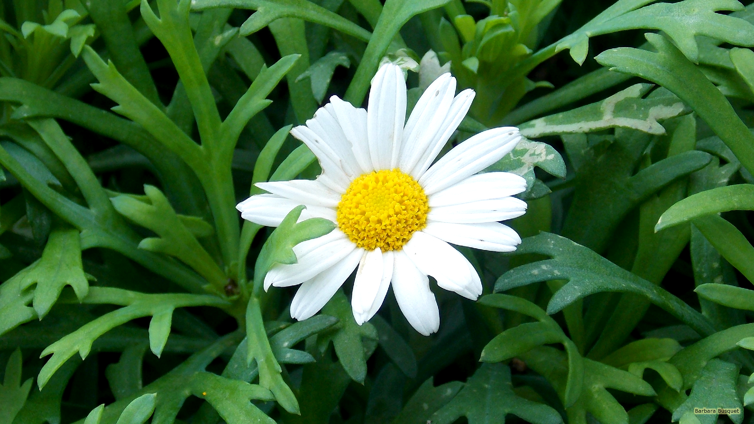 Flower Wallpaper With A Close Up Photo Of Marguerite Daisy