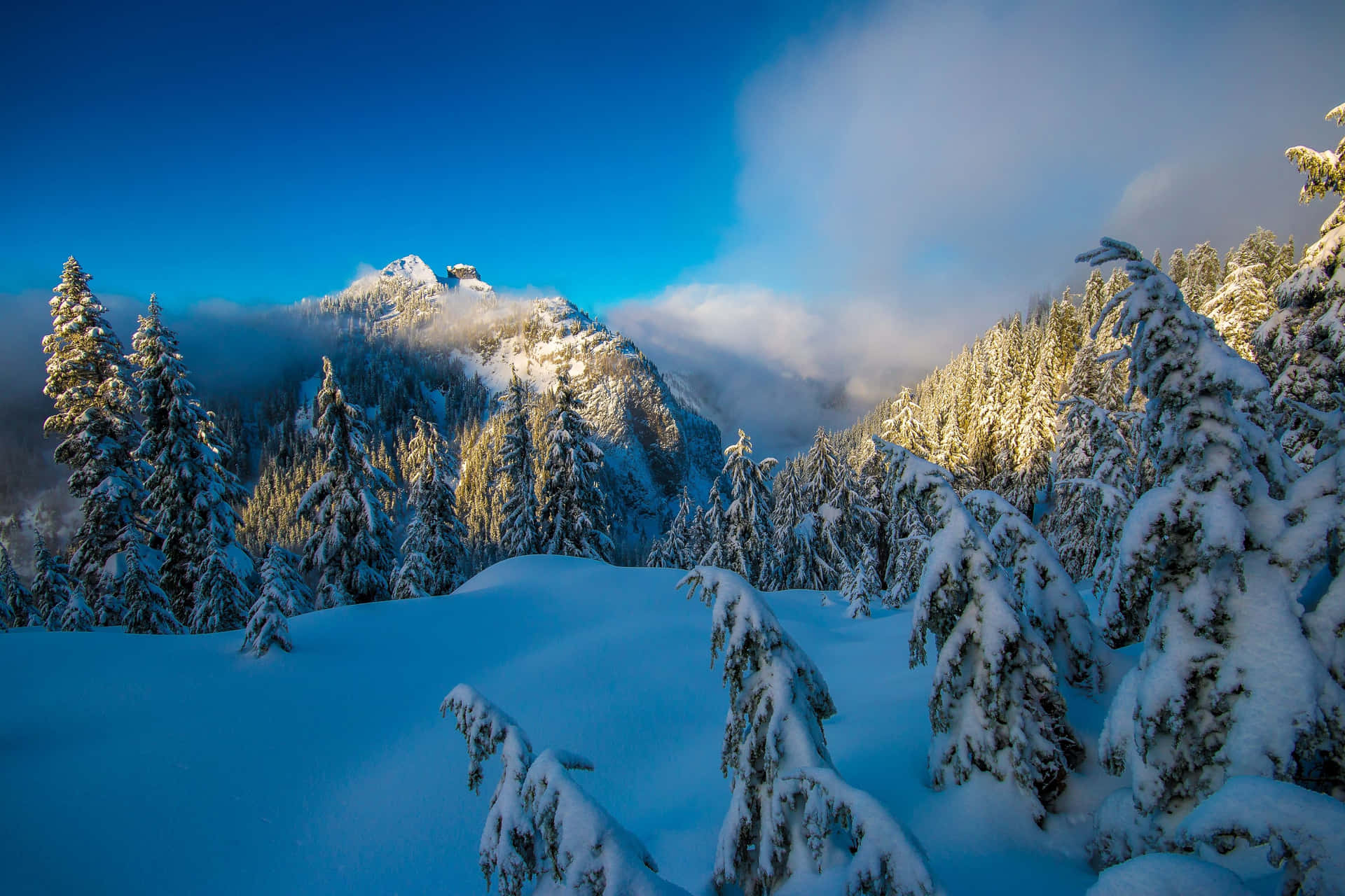 Winter Forest Wallpaper
