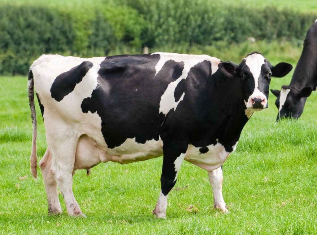 Milk Cow Cheese Holstein
