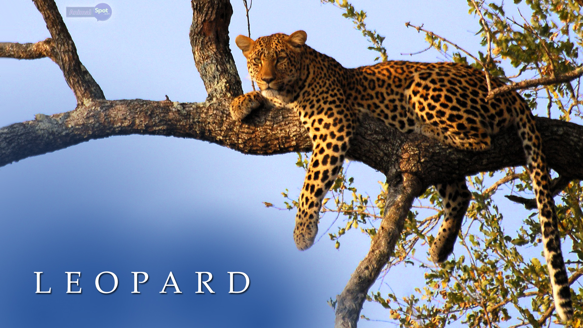 Leopard Wallpaper Animal Spot