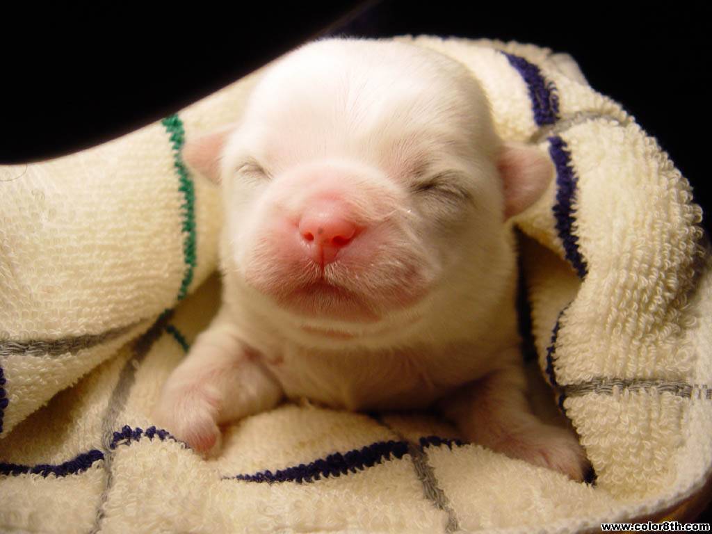 Baby Pig Wallpaper HD In Animals Imageci