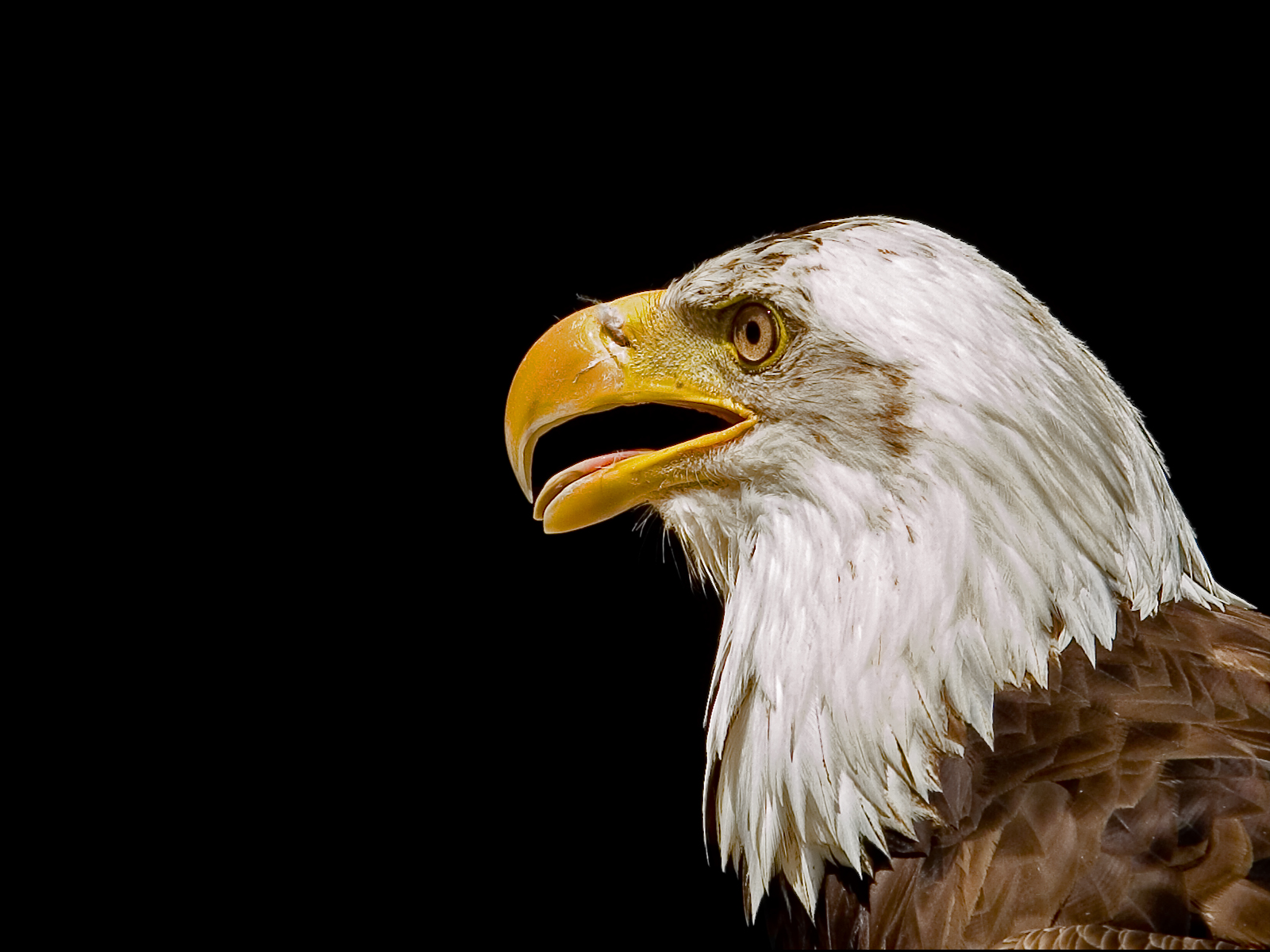 desktop bald eagle flag pics wallpaper