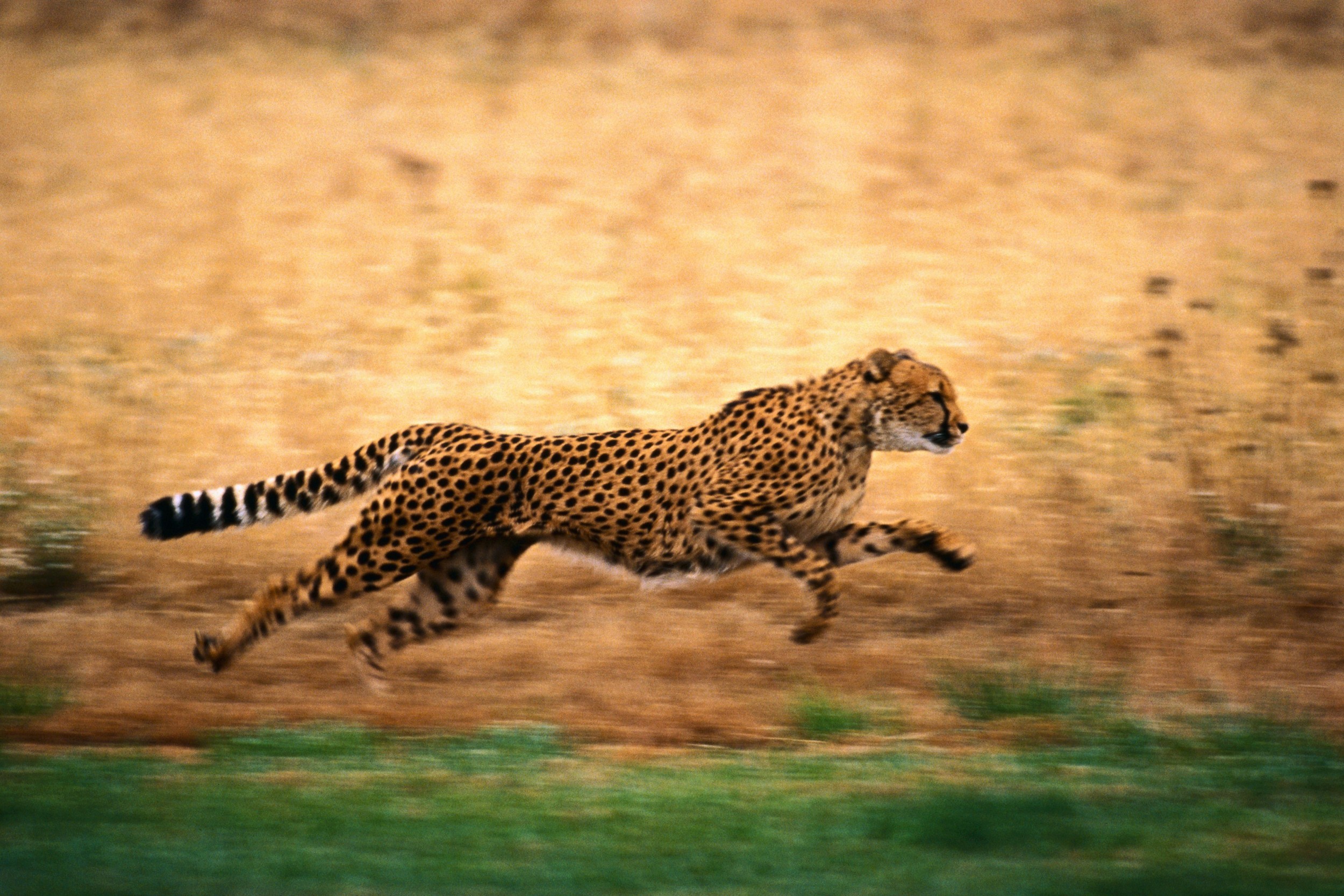 Cheetah Run Fast Wallpaper And Image