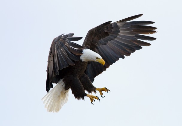 American Bald Eagle Traveler Photo Contest National
