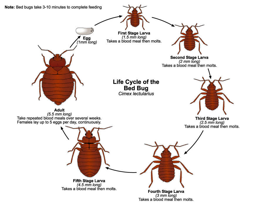 Bed Bugs Public Health and Medical Entomology Purdue Biology