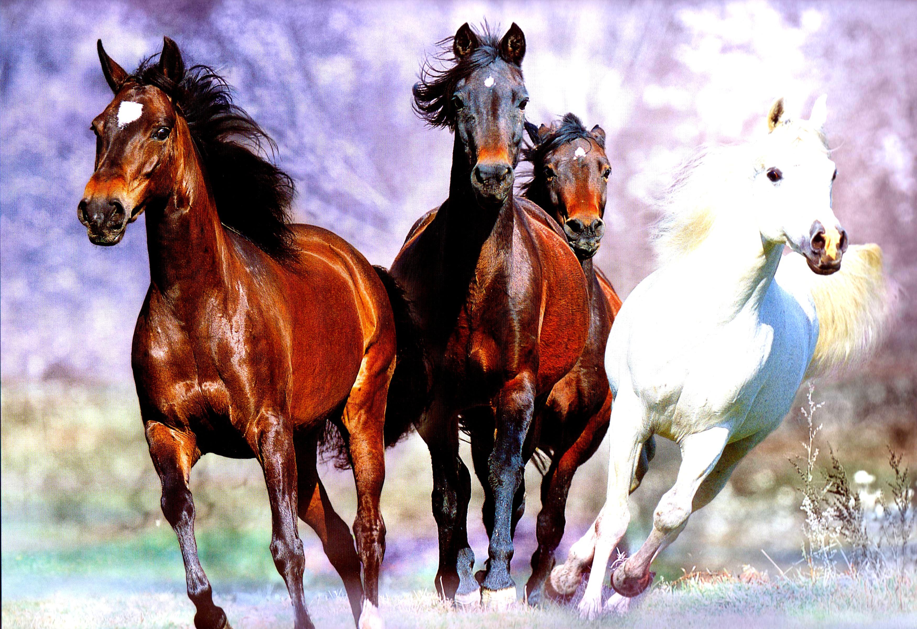 Horses Running Hq Definition Wallpaper For Red