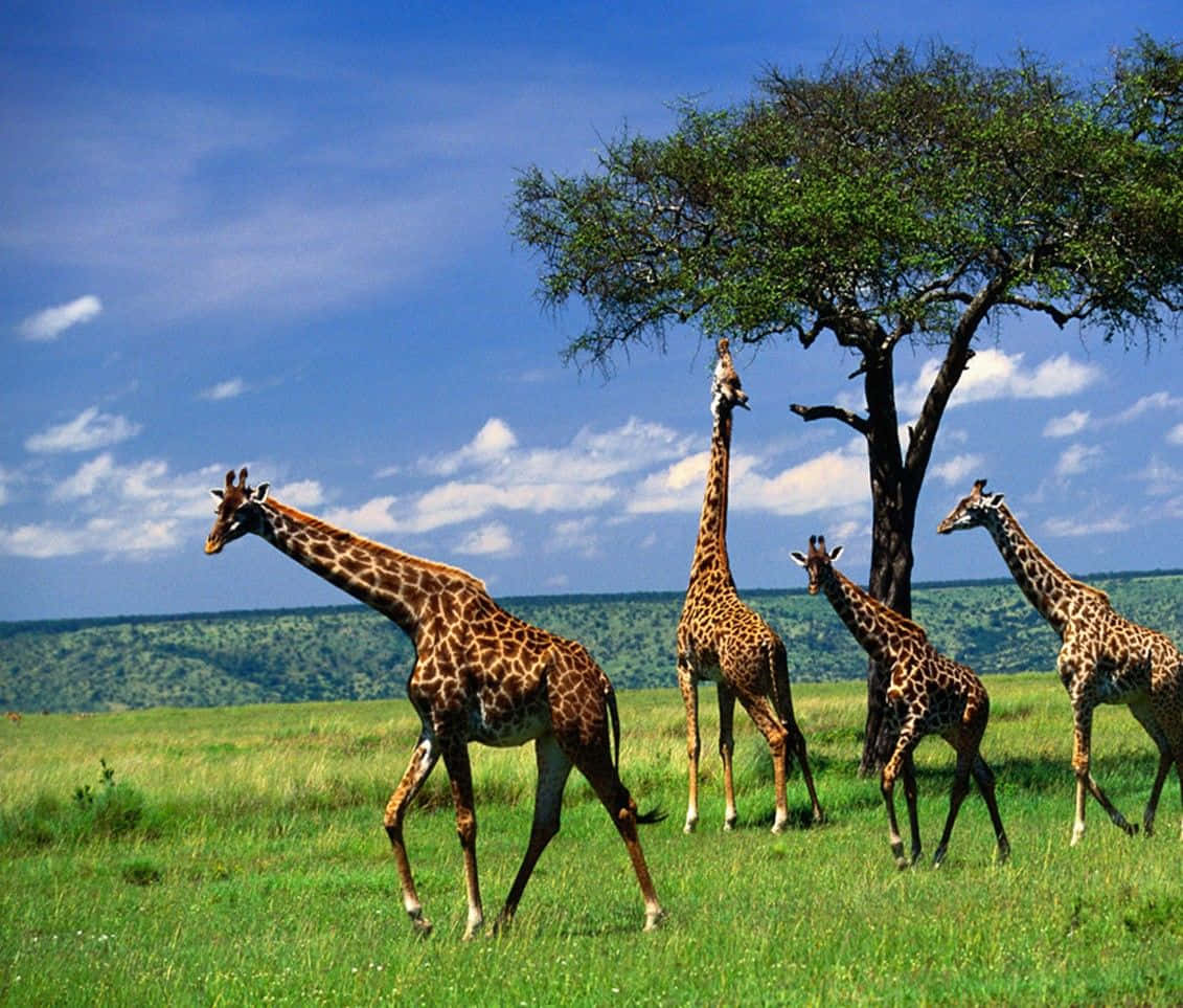 Fundo Do Animal Planet Wallpaper