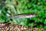 New Zealand Smelt Photos And Wallpaper
